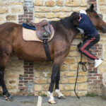 En France, l’équitation reste un sport populaire et le cheval, un marché dynamique à l’export