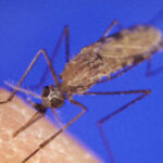 « Il faut que le moustique et les maladies qu’il véhicule soient considérés comme une vraie menace sanitaire »